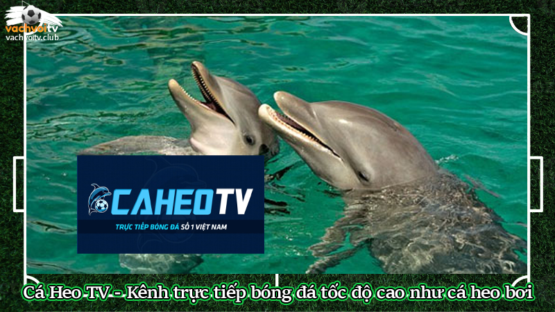 Cá Heo TV